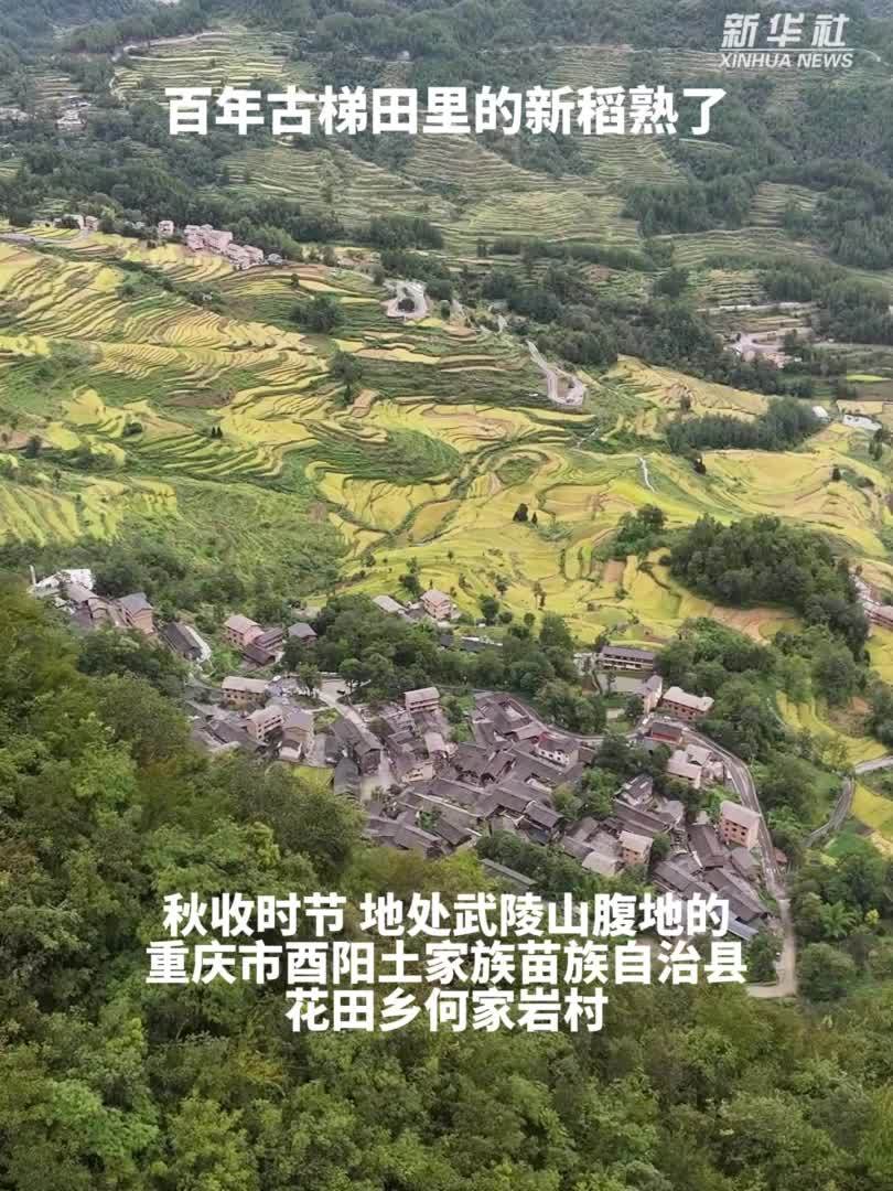 秀我中国｜百年古梯田里的新稻熟了
