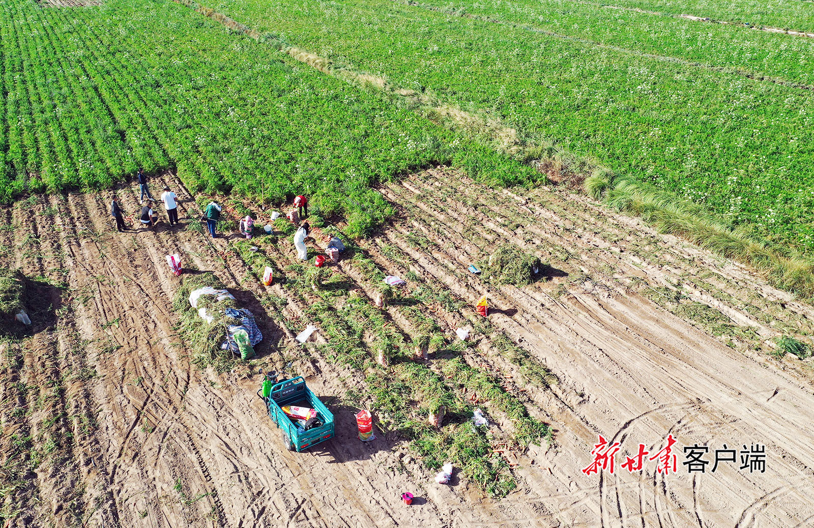 甘肃嘉峪关小萝卜种出致富大产业