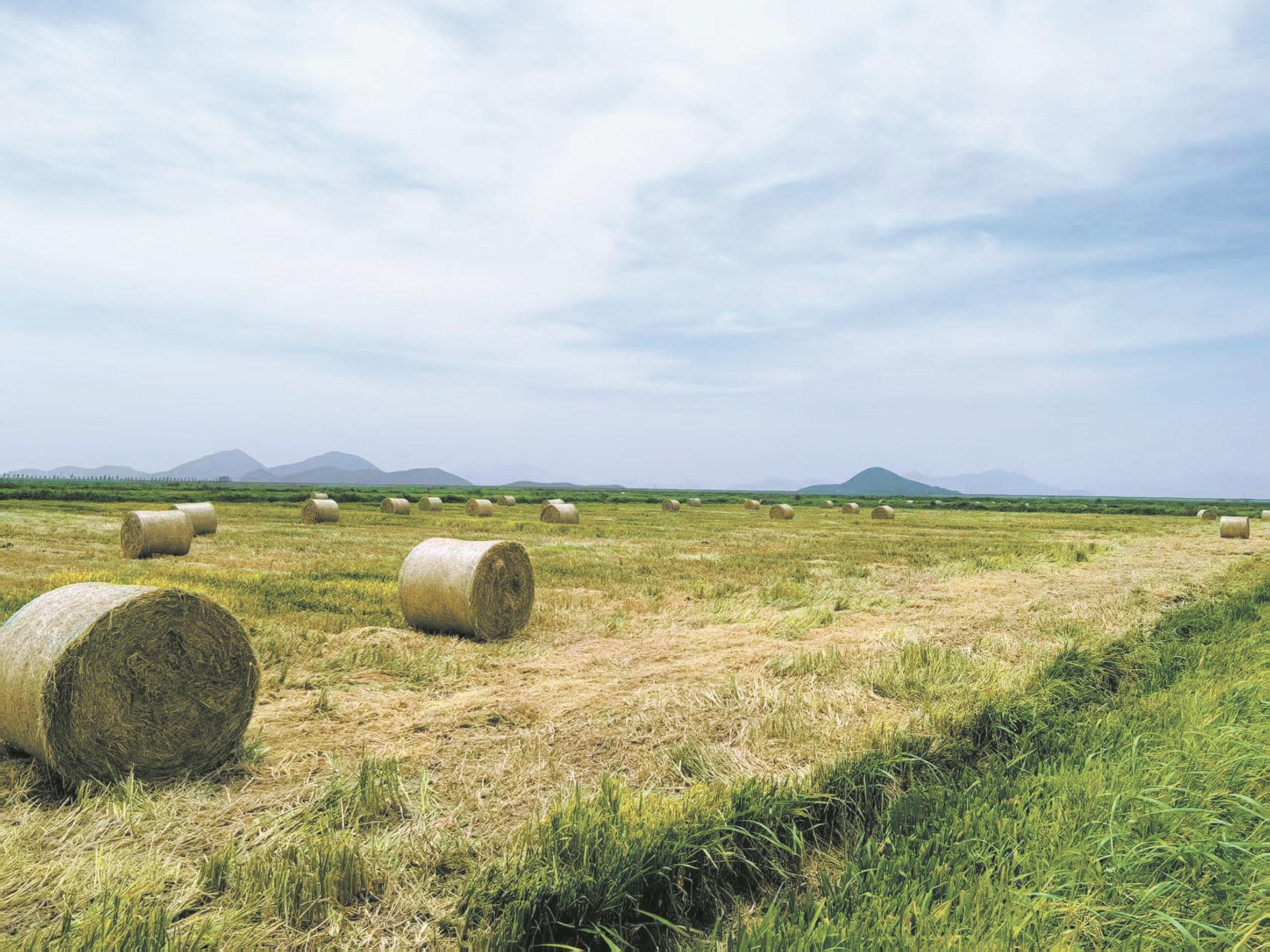 打捆后的稻草秸秆。(通讯员供图)