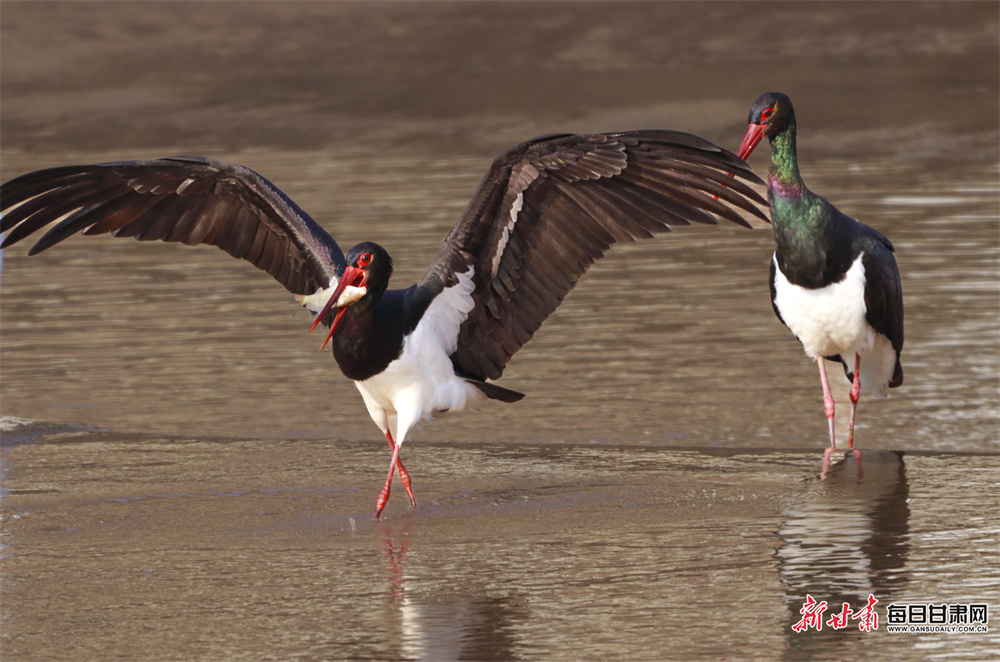 甘肃崇信：群鸟嬉戏汭河湾