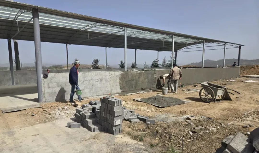 甘肃华亭人畜分离项目破题　乡村蝶变有“犇”头