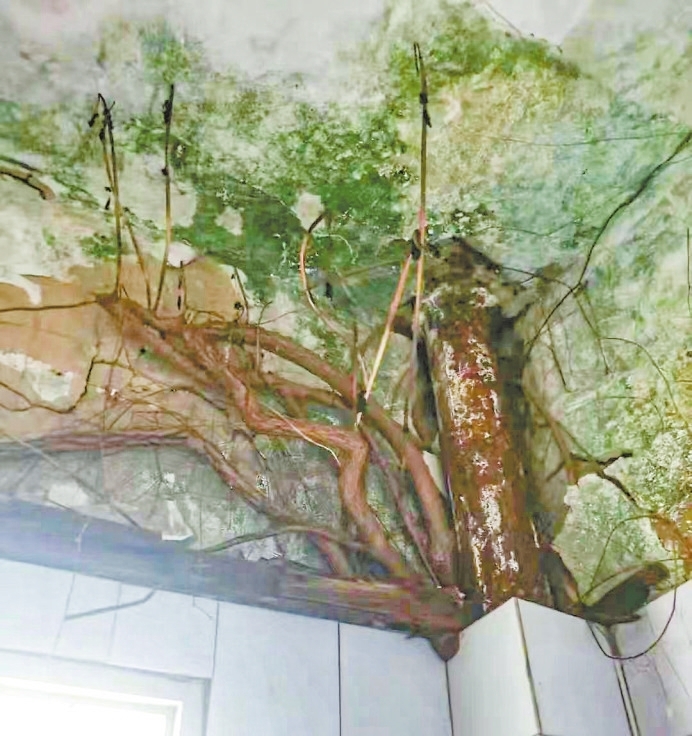 九江一居民家中长树严重影响日常生活 城管上门清理