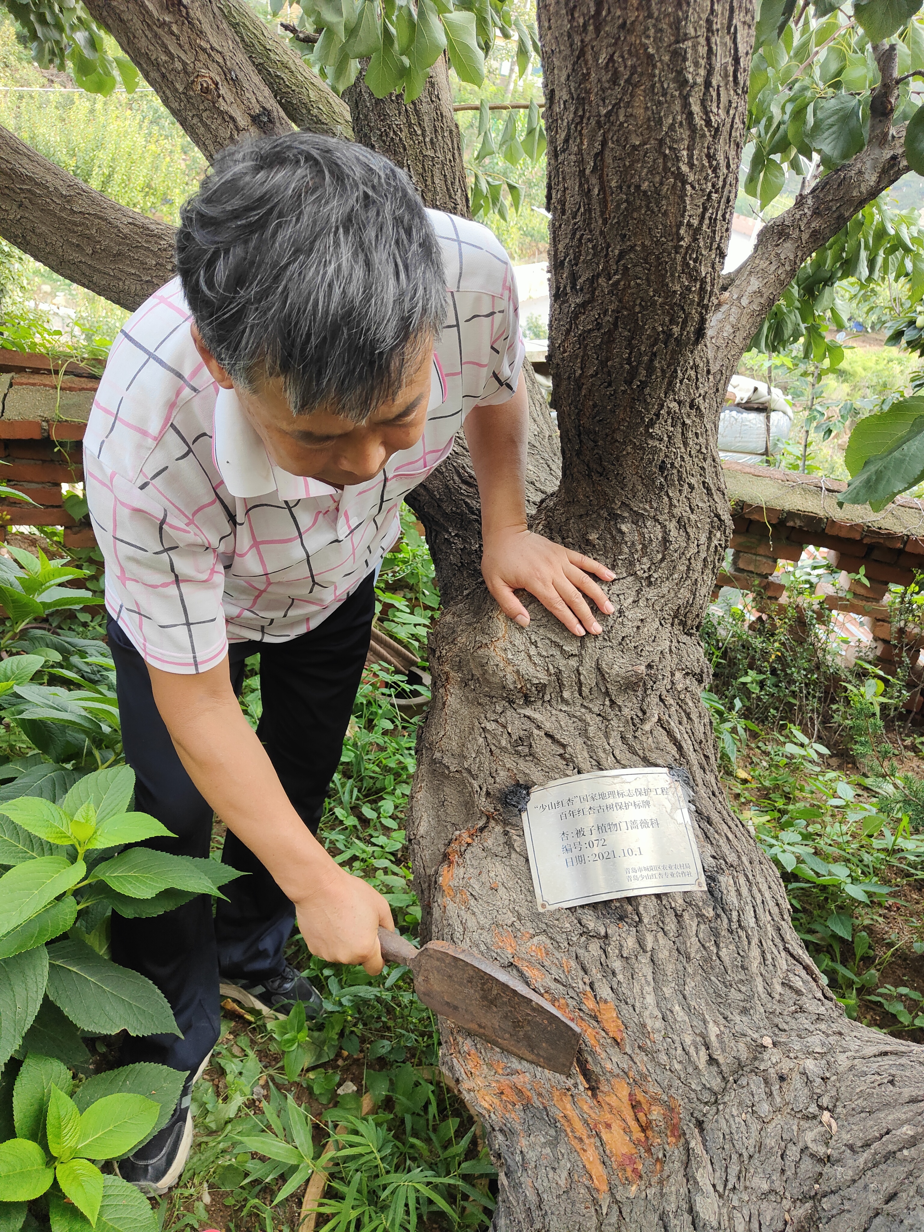 青岛乡里乡亲|百年少山红杏走出“杏福路”!栾心波:匠心守文脉助力乡村振兴