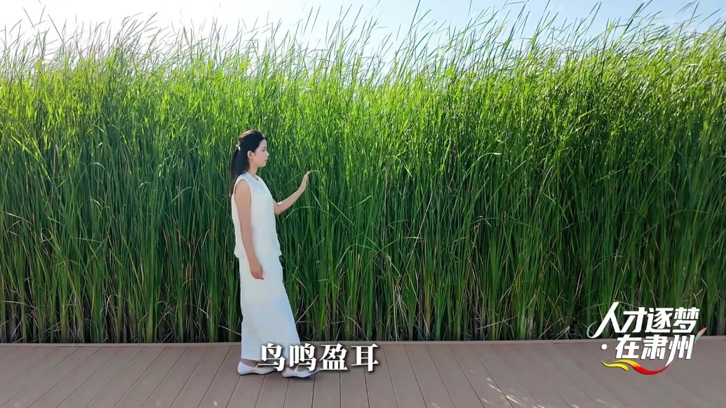 请随我来　解开甘肃肃州这条绿腰带