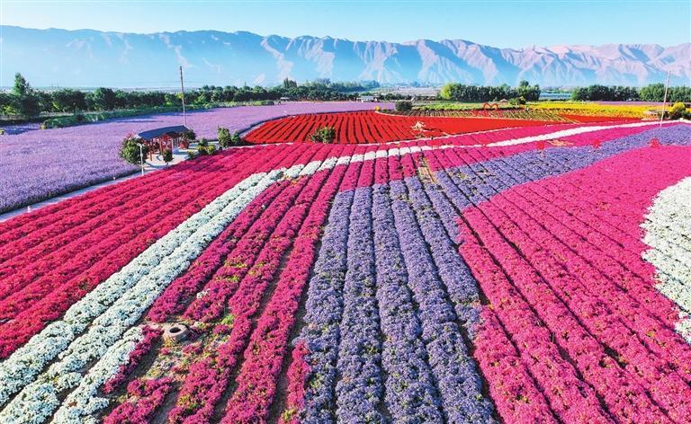 白银市黄河岸边的大坪凤园花海旅游景区以“花”为媒，融入现代农业、田园民宿等旅游体验，助力乡村振兴。新甘肃&middot;甘肃日报记者　丁凯