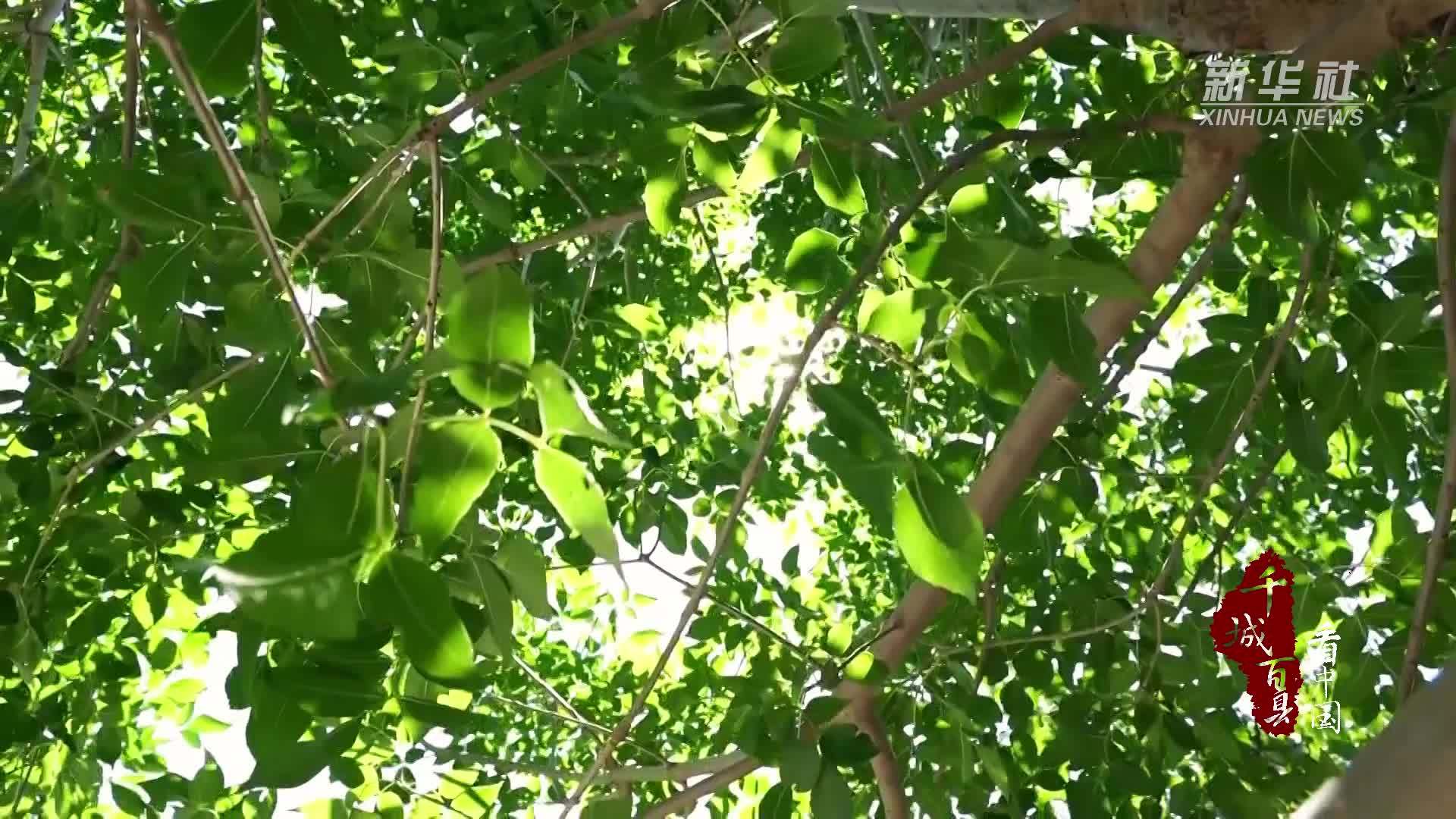 千城百县看中国｜河北廊坊：“小美”庭院扮靓“大美”乡村