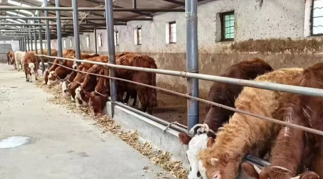 秋日“营养礼包”入户 甘肃华亭“犇”向致富路