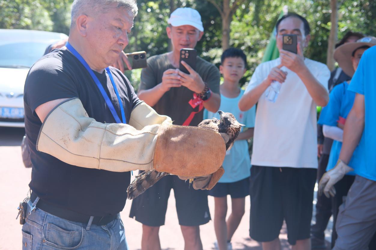 施建庆放飞救助的凤头鹰