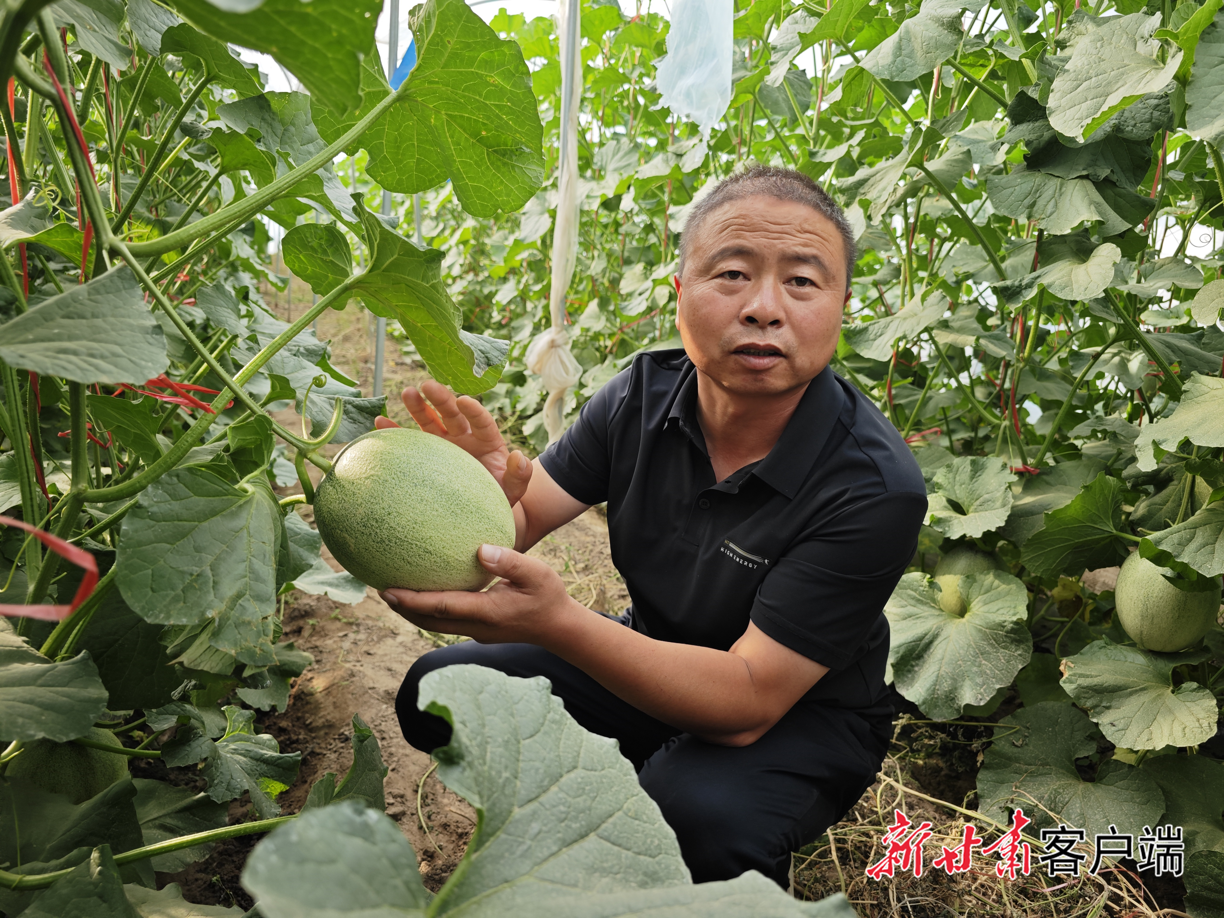 成号村果途种植农民专业合作社理事长赵海介绍哈密瓜