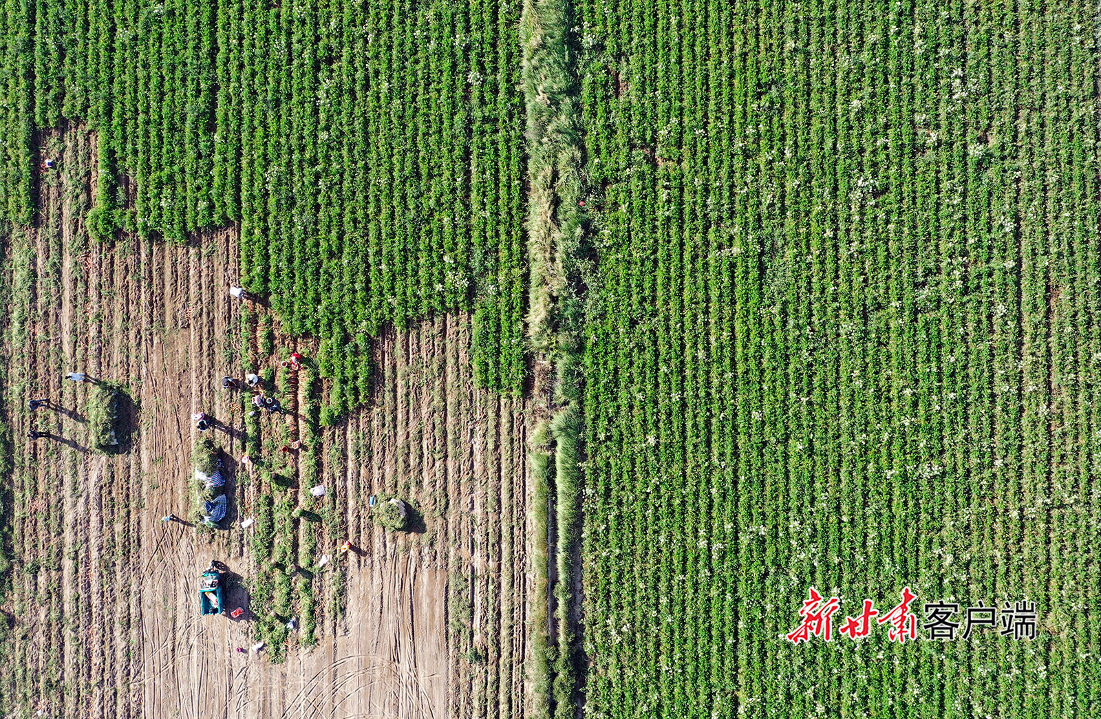 甘肃嘉峪关小萝卜种出致富大产业