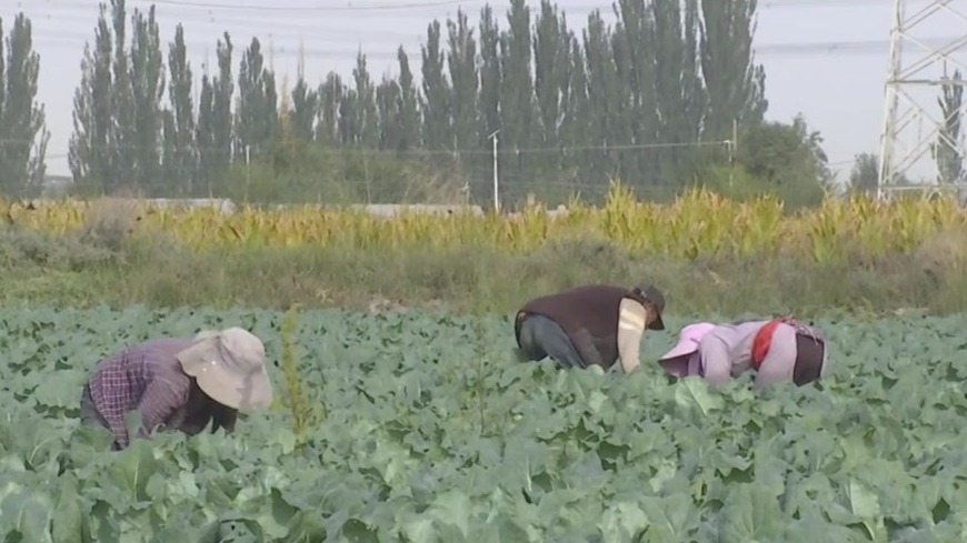 高原夏菜飘香粤港澳大湾区　甘肃肃州“丰”景独好
