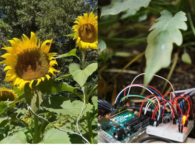 植物发光奏乐 跨界创作实验音乐引关注_fororder_图片 2