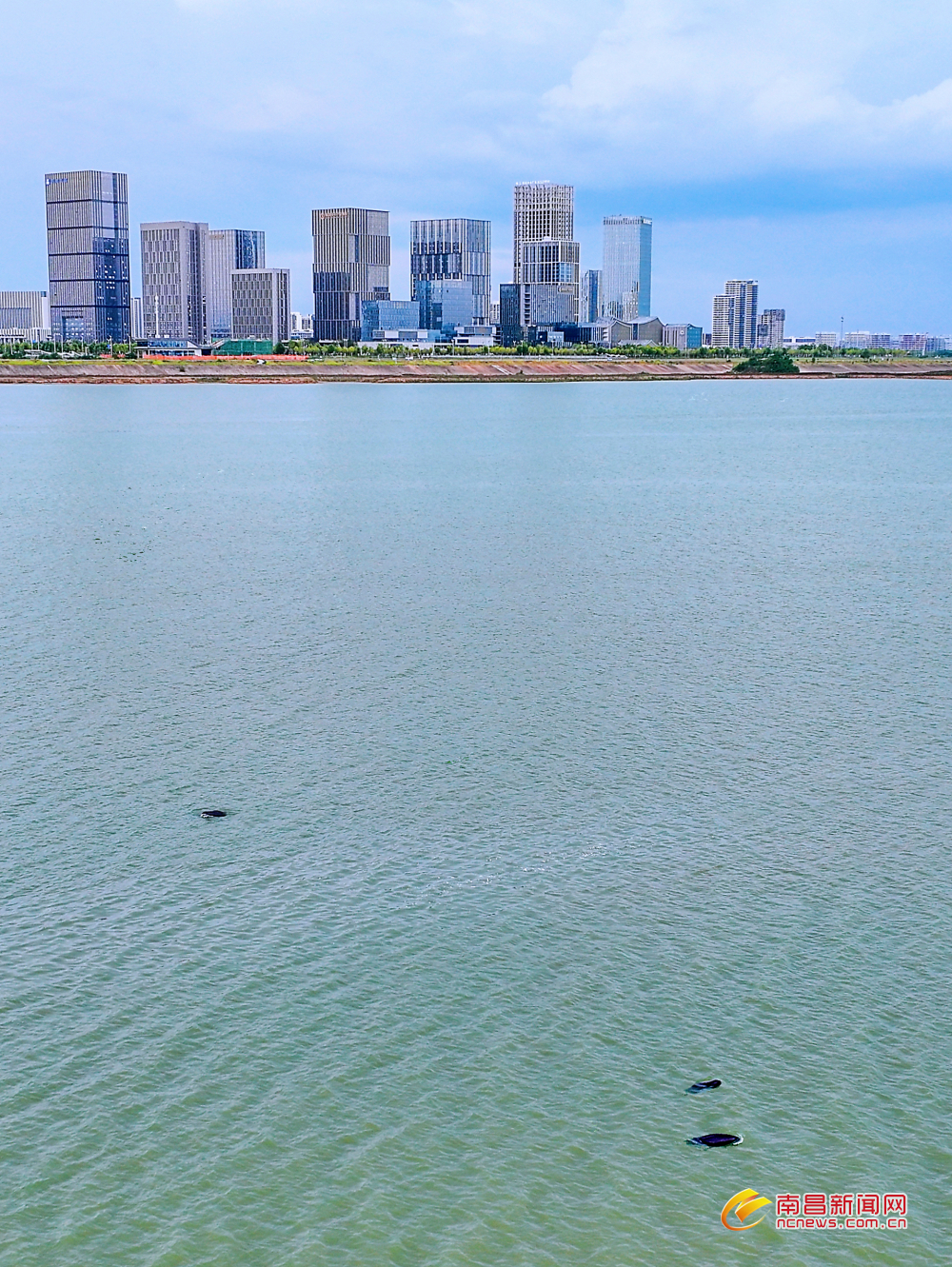 南昌：江豚与城市高楼同框 生态与发展共融（图）