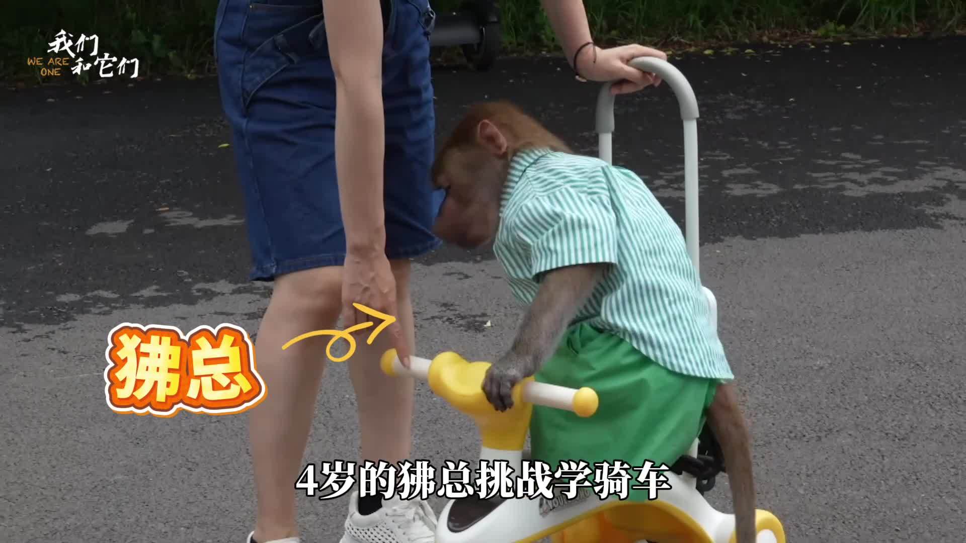 4岁高智商狒狒仅用半小时学会骑车，剥蒜 用筷子 穿袜子，生活技能满点