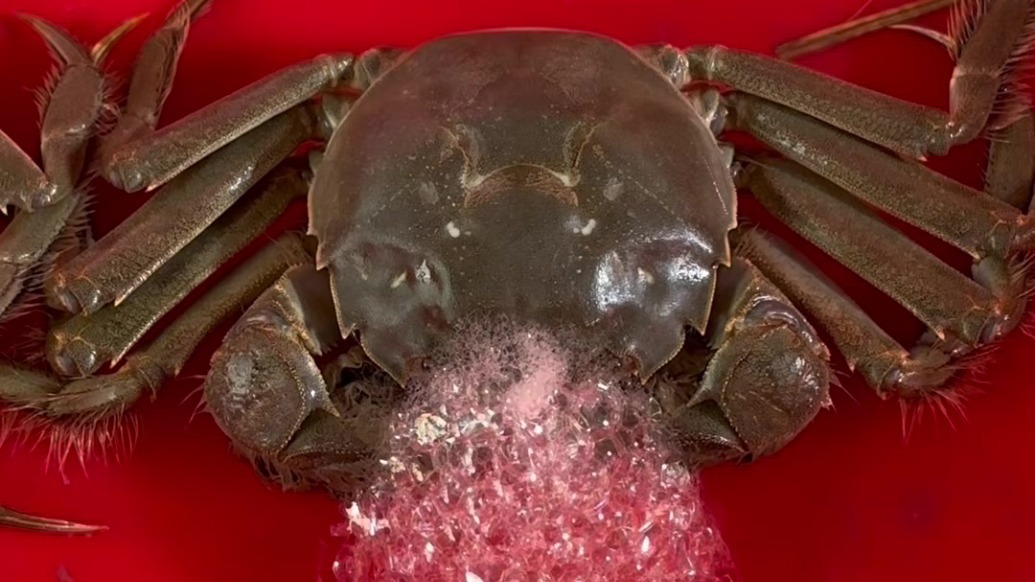 甘肃肃州一只螃蟹的Vlog：二舅要坐飞机去上海啦