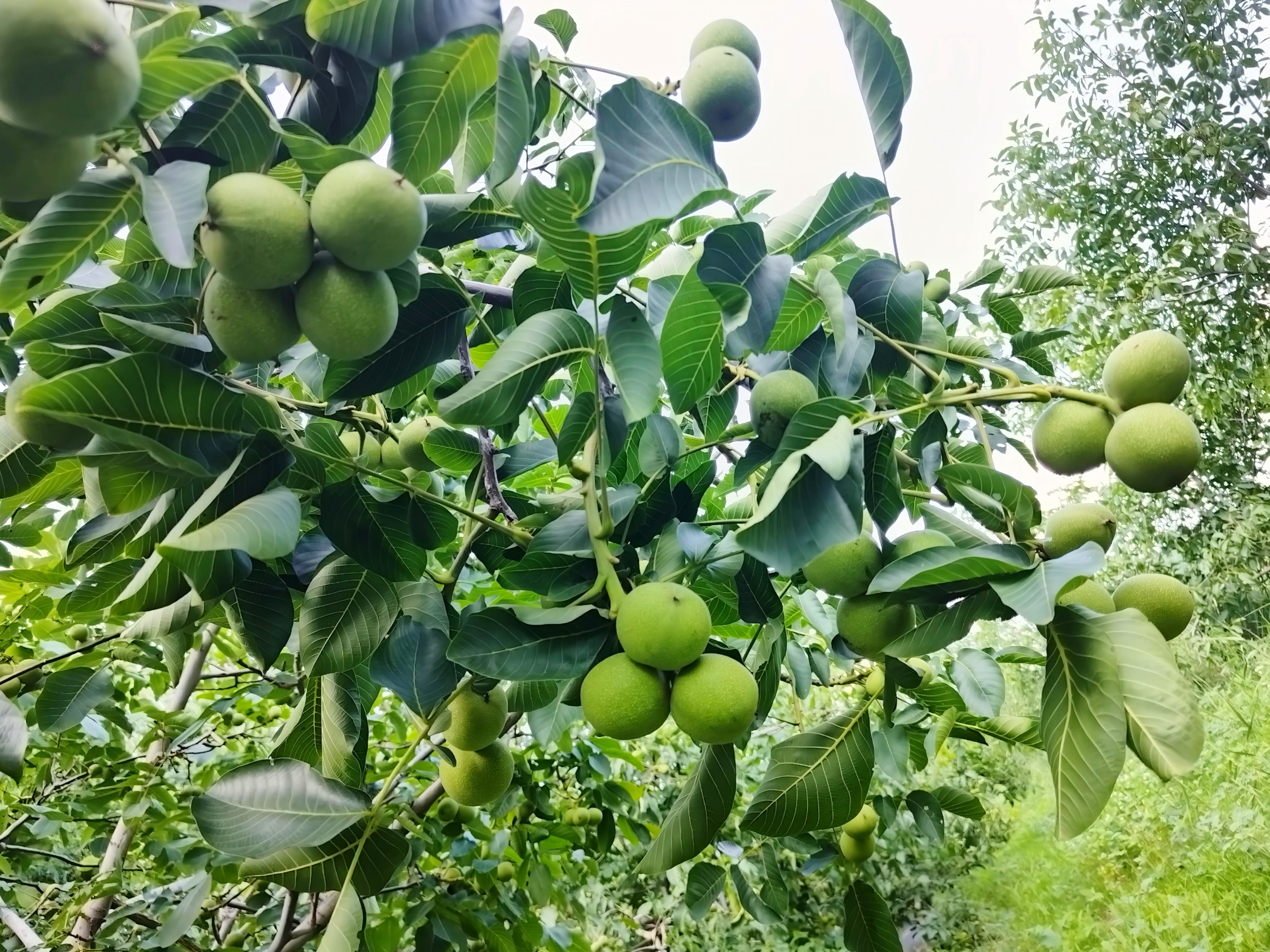 特色产业茁壮成长 甘肃华亭解锁粮果丰登密码