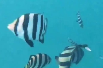 在青岛第一海水浴场 网友潜水偶遇条石鲷鱼群