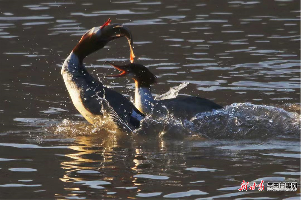 甘肃崇信：群鸟嬉戏汭河湾