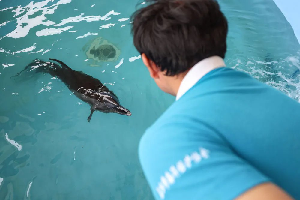 9月8日，在海南陵水，志愿者在观察海豚“万万”的情况。 新华社记者 张丽芸 摄