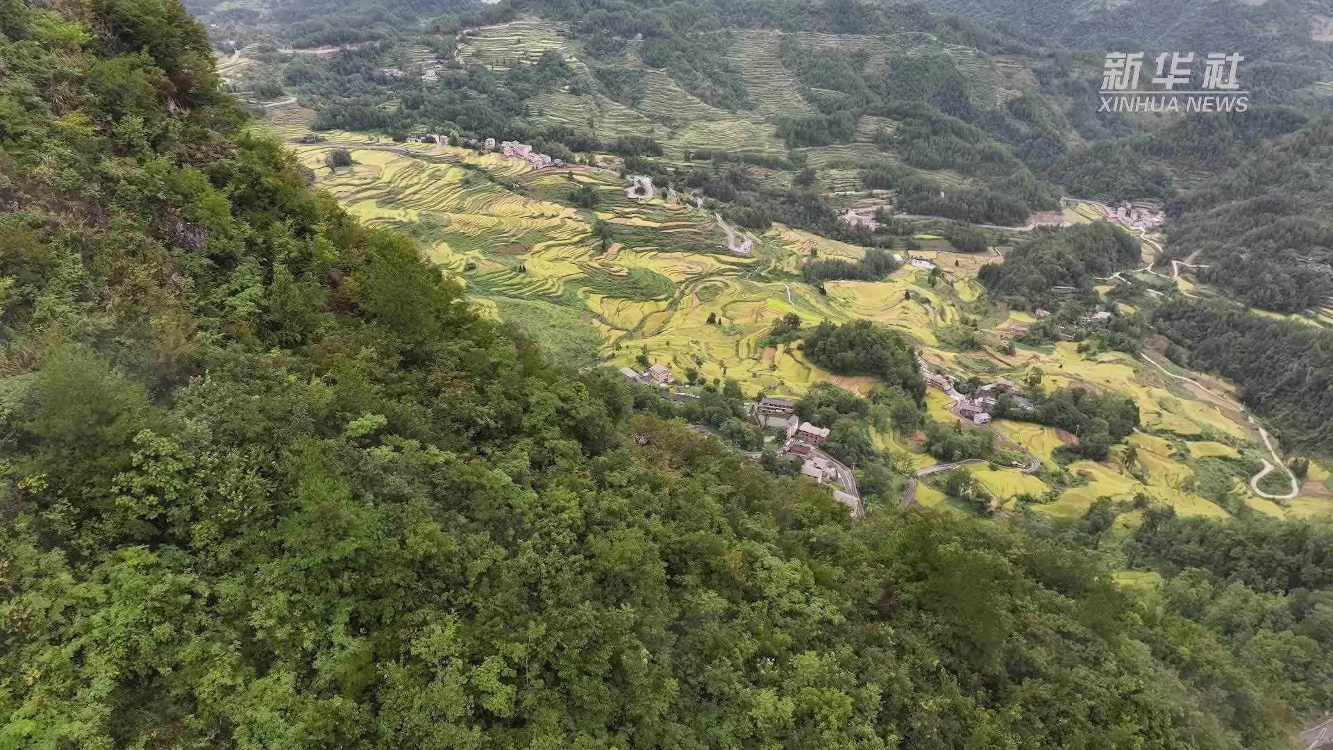百年古梯田里的新稻熟了