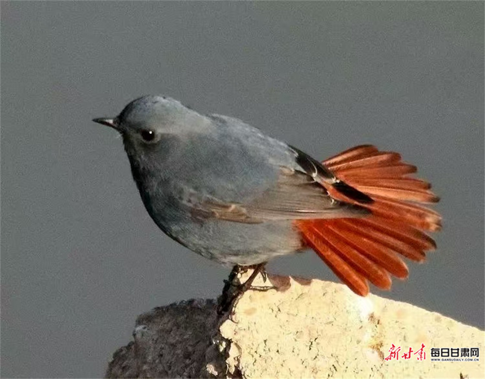 甘肃崇信：群鸟嬉戏汭河湾