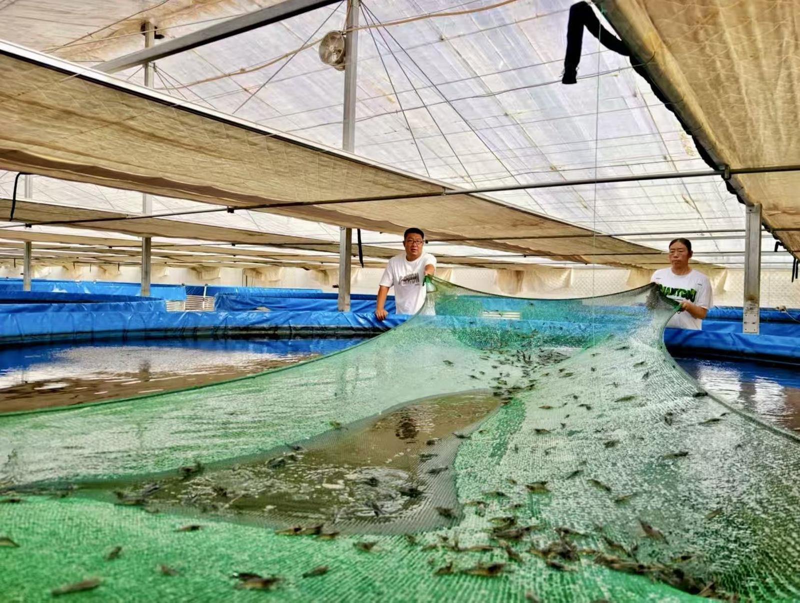 罗氏沼虾长势喜人