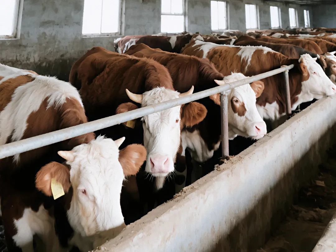 甘肃华亭人畜分离项目破题　乡村蝶变有“犇”头