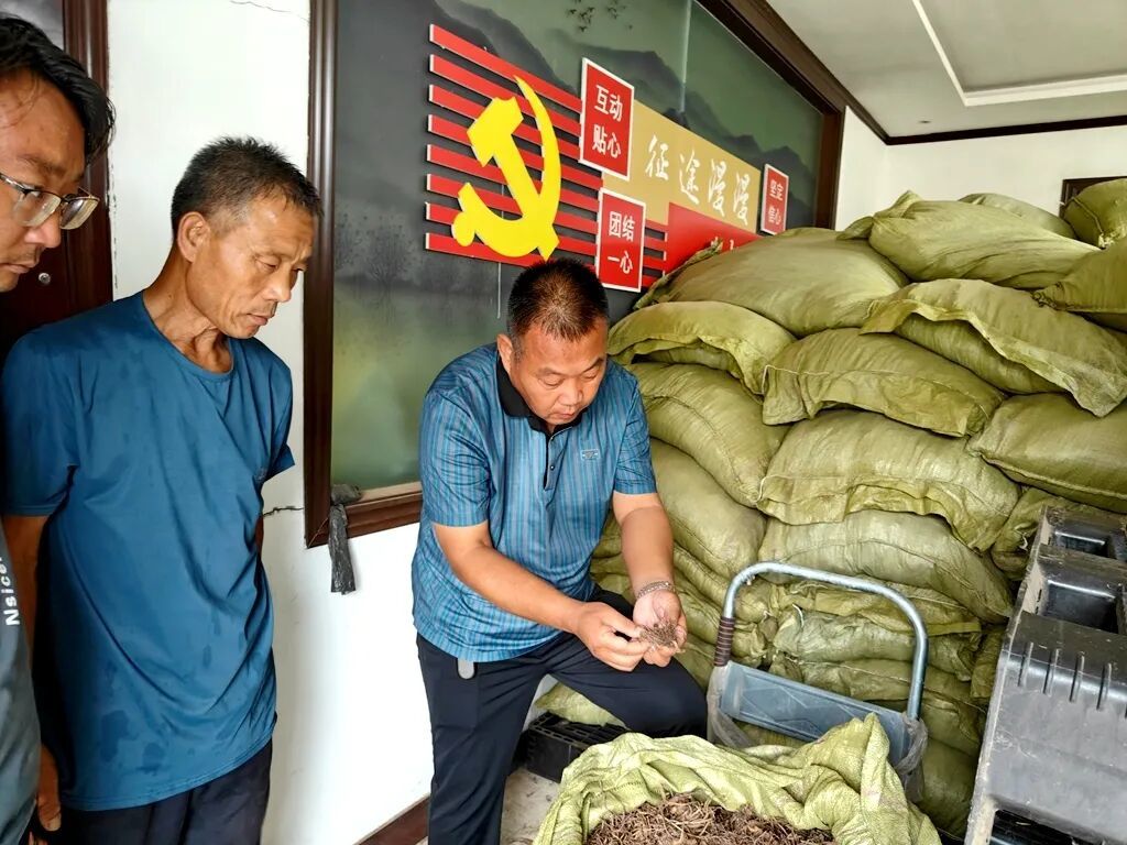 徐州邳州：一剂“良方”，满园“梨”想