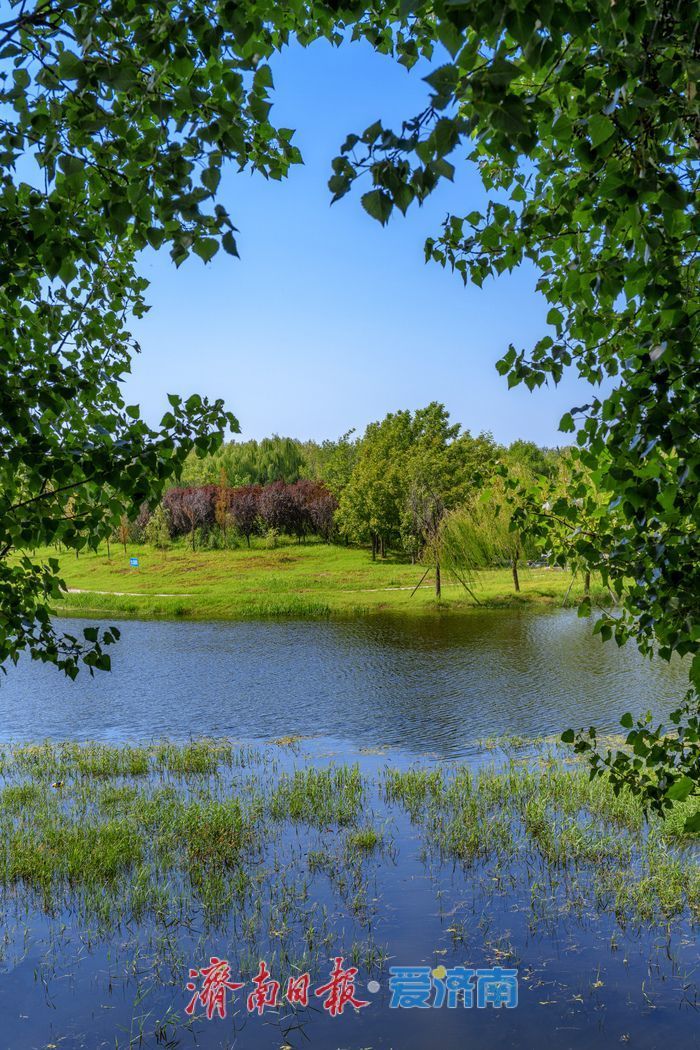 一年四季 泉在济南丨初秋玉符河：水碧草青，绘就生态好风光