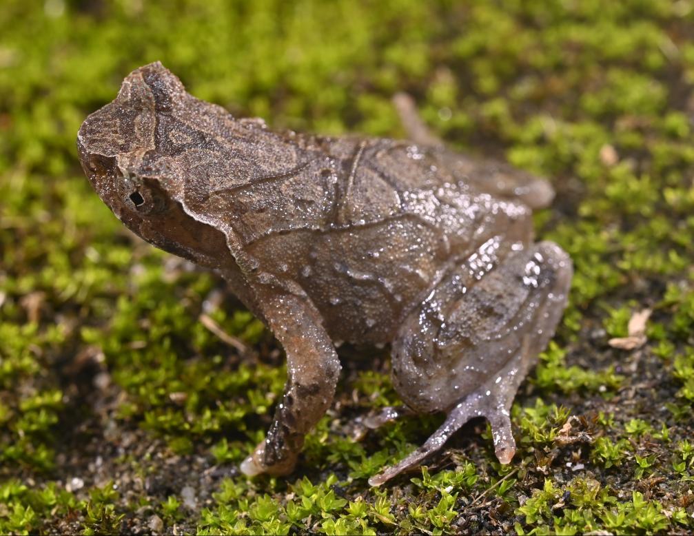 这是雄性黄牛石角蟾。新华社发(吴小刚摄)
