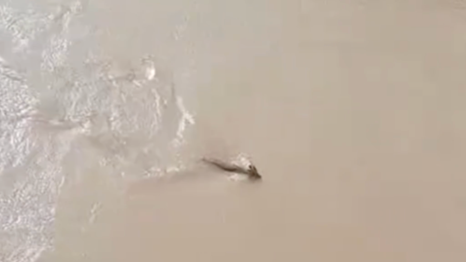 “是龙吗”虎跳峡景区出现“不明生物”，当地回应：是麝子