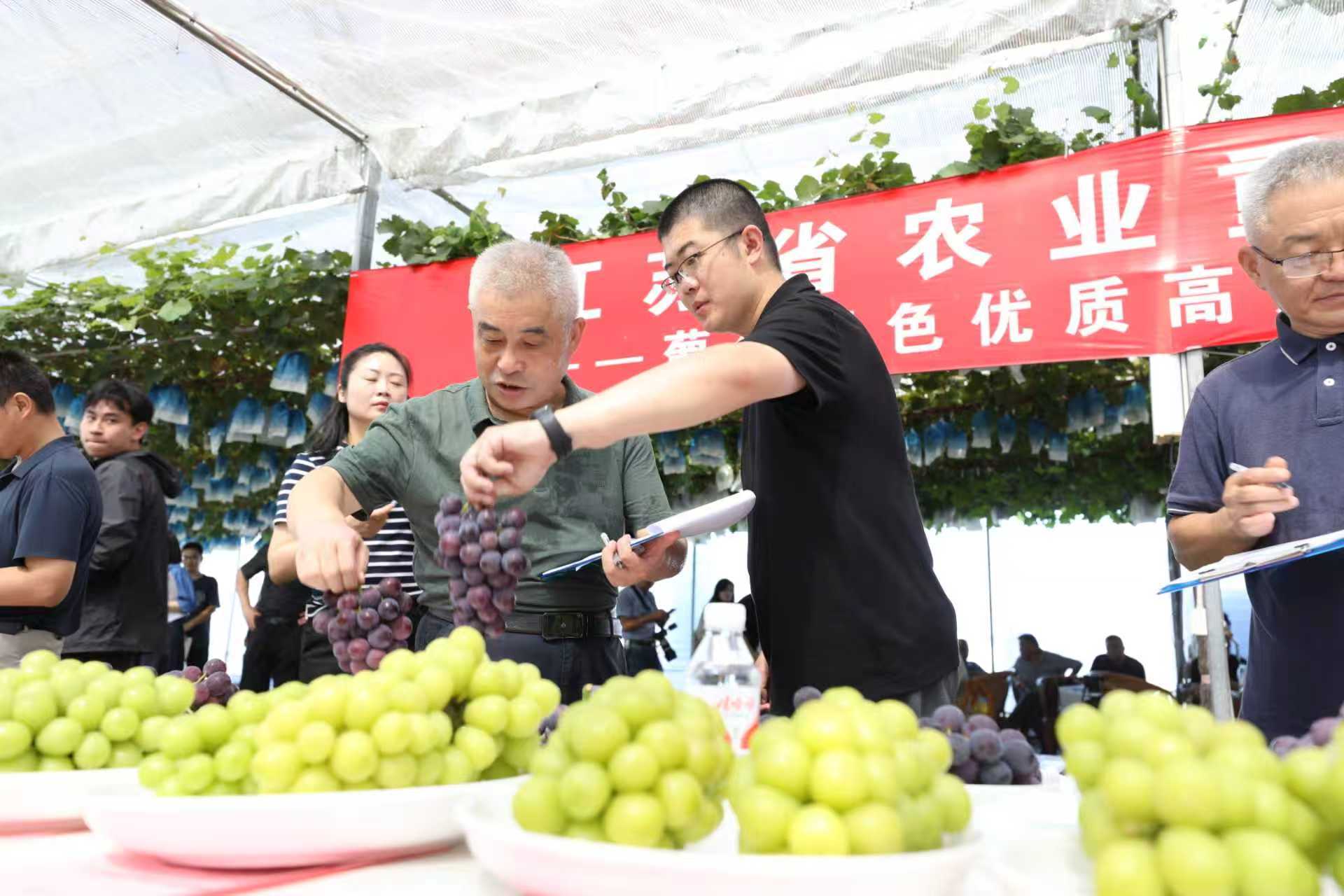 从一颗葡萄的“科技密码”到一座城市的“创新突围”，句容的“破圈”战