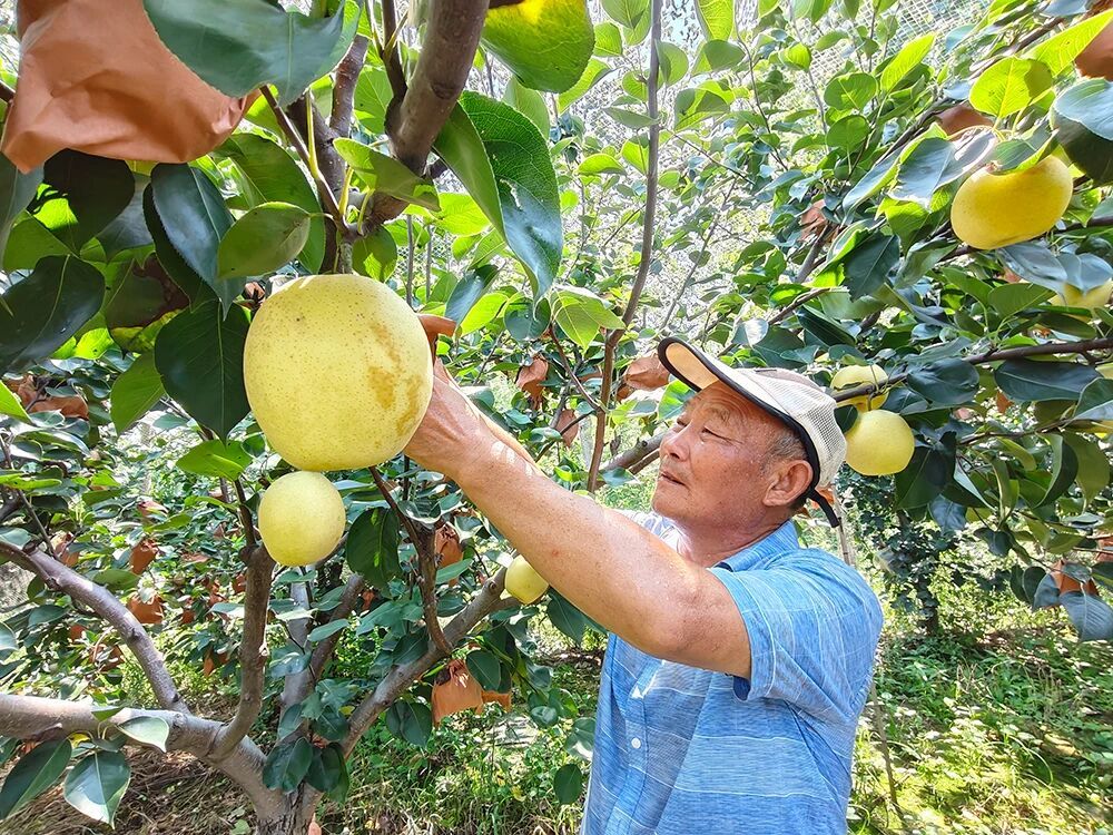 徐州邳州：一剂“良方”，满园“梨”想
