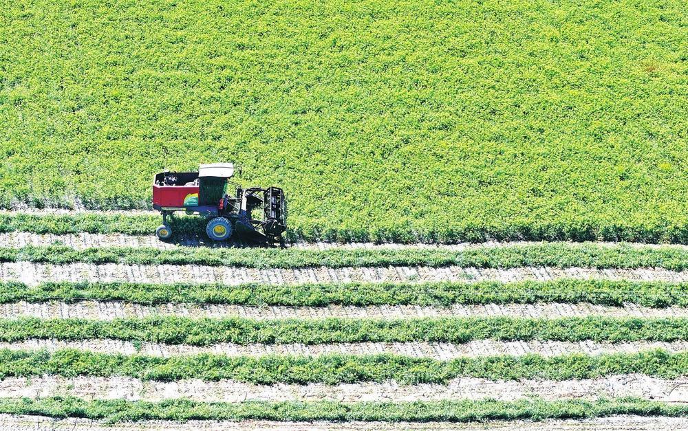 近日，在民乐县民联镇太和村千亩茴香种植基地，种植户利用晴好天气，驾驶机械在田间采收茴香。近年来，该县因地制宜鼓励引导群众发展特色种植，在品种选育、种植技术创新、拓宽销路等方面持续发力，积极探索种植新模式，提倡多元化特色种植，提高土地利用率，进一步拓宽群众增收渠道，助力群众增产增收。
