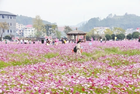 幕冲绿色生态旅游基地花海