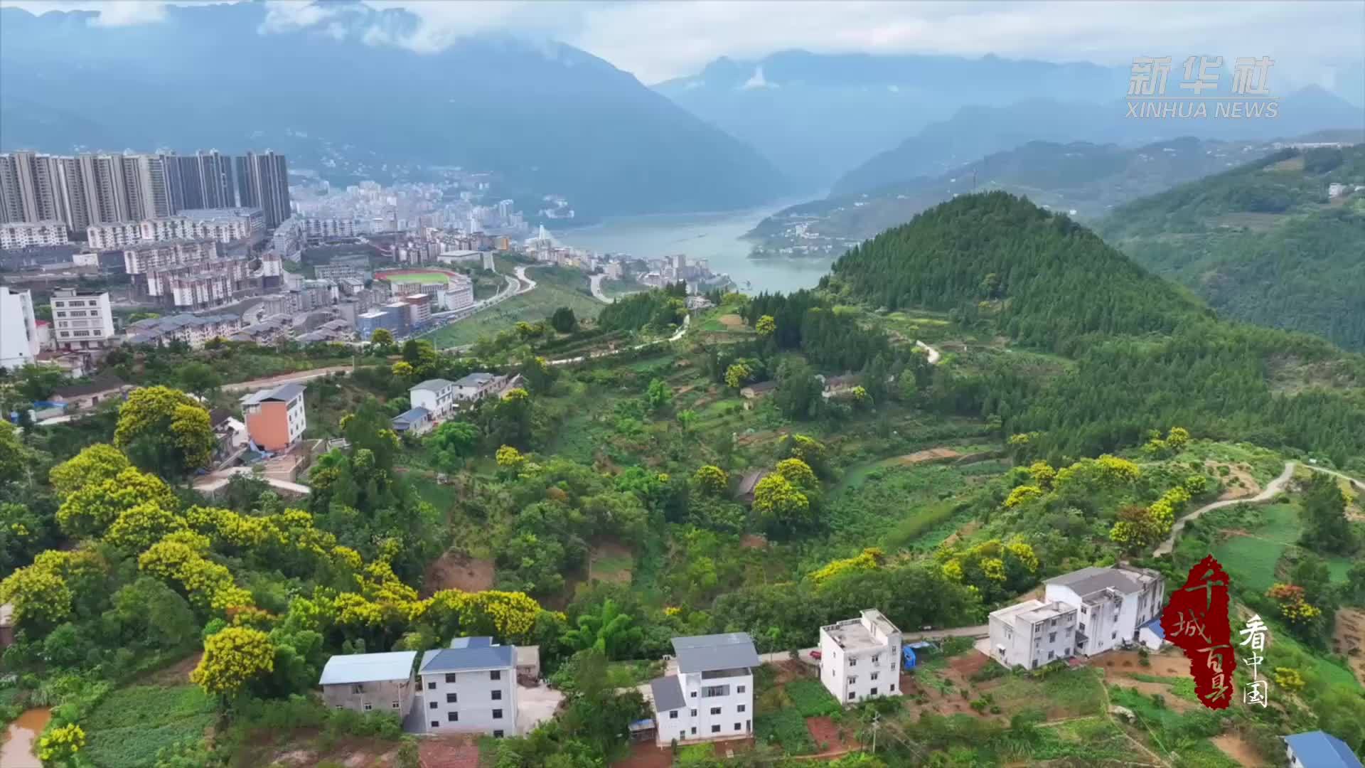 千城百县看中国｜湖北巴东：百万株野生栾树繁花竞放