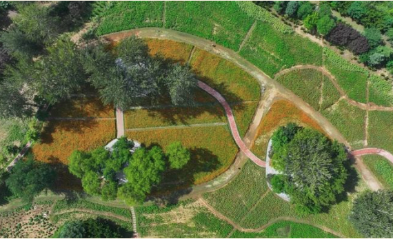 硫华菊、百日草、向日葵，植物园初秋花海“上线”