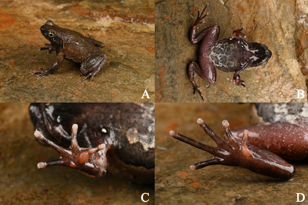 这是雄性黄牛石角蟾特征拼版图。新华社发(王昊天摄)