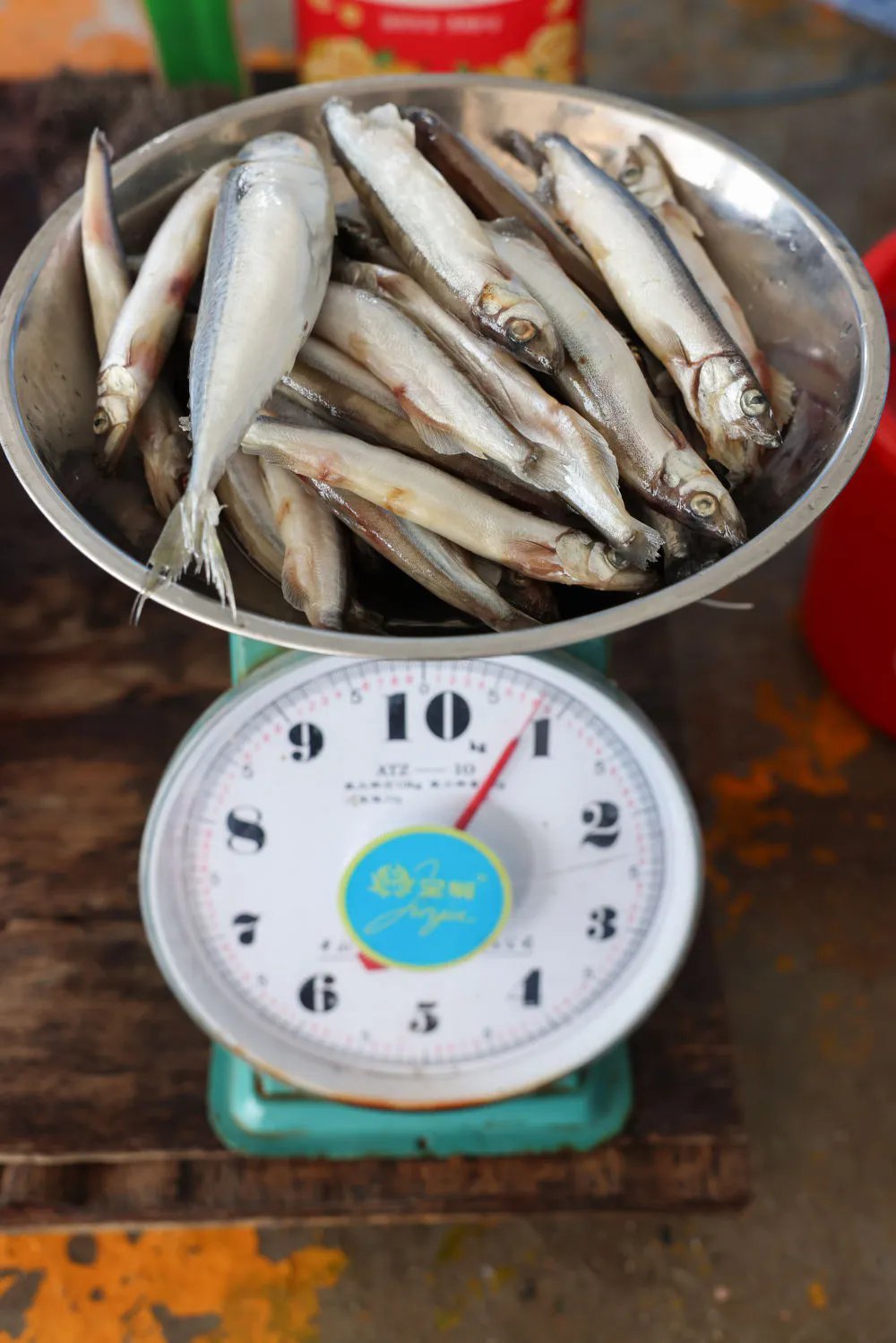 9月8日，在海南陵水，救助人员在给海豚“万万”的食物称重。 新华社记者 张丽芸 摄