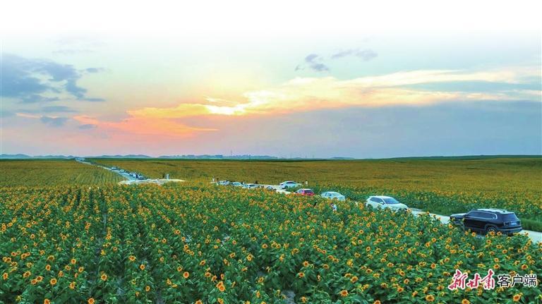 西岔镇3500亩向日葵竞相绽放　本版图片均为本报资料图