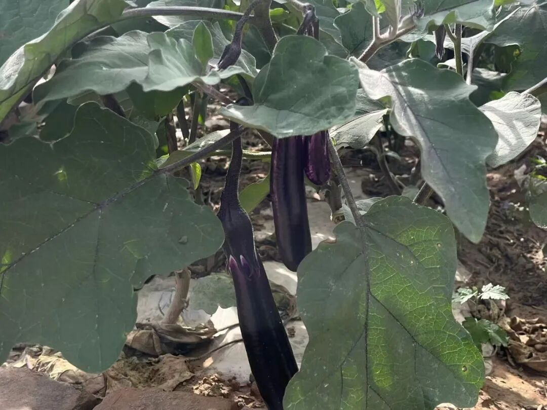 街巷改造扮靓镇区颜值 甘肃华亭内外兼修惠民生