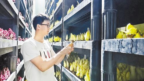 9月8日，禹德农业科技有限公司的智能生长温室内，公司生产经理冯增盛正在检查菊苣生长情况。本报记者 刘英摄
