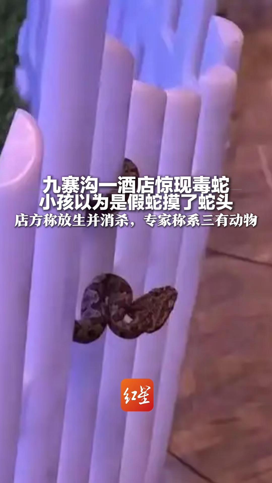 九寨沟一酒店惊现毒蛇 小孩以为是假蛇摸了蛇头 店方称放生并消杀 专家称系三有动物 当地林草局称将到现场查看