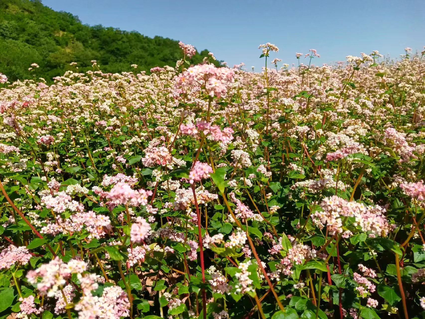 特色产业茁壮成长 甘肃华亭解锁粮果丰登密码