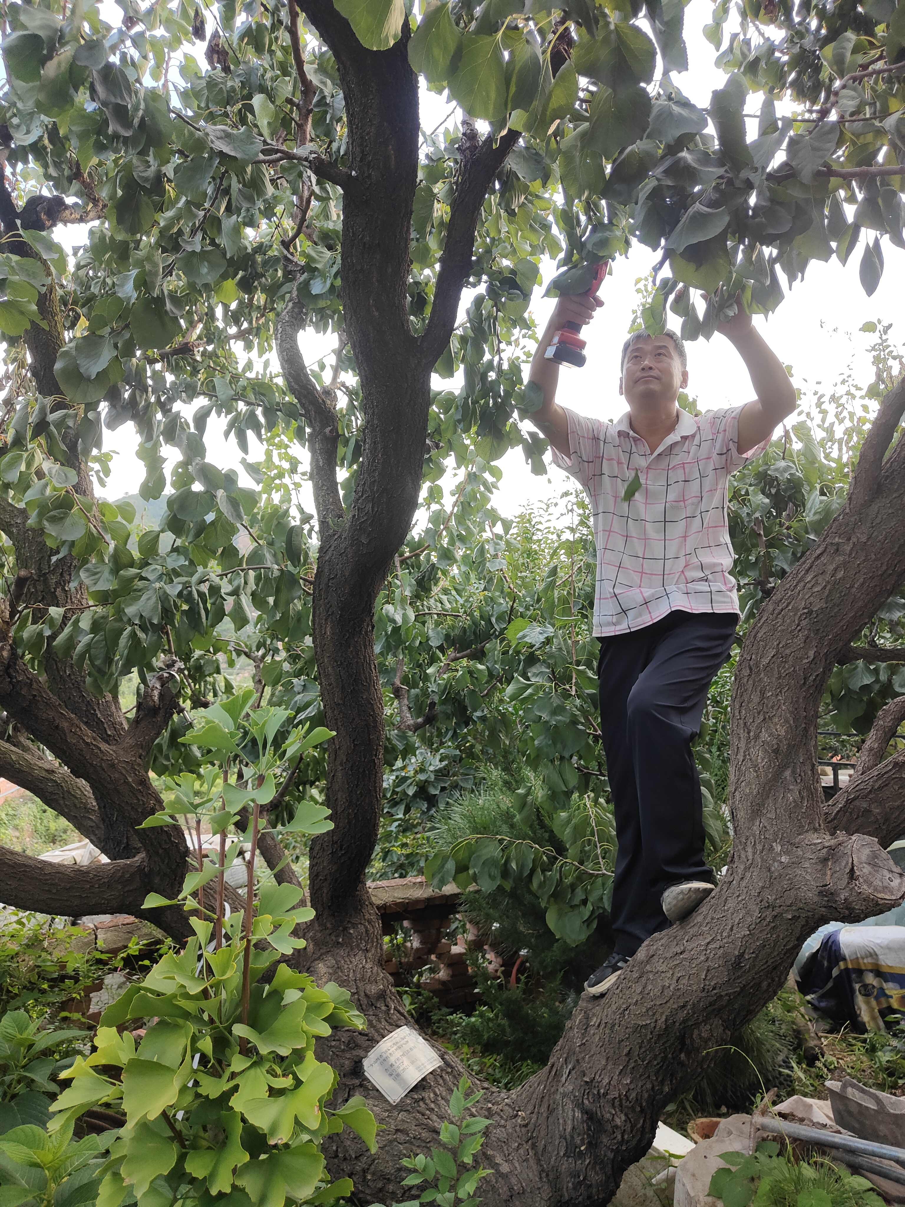 青岛乡里乡亲|百年少山红杏走出“杏福路”!栾心波:匠心守文脉助力乡村振兴