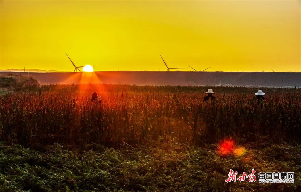 甘肃天祝：祁连山下藜麦红