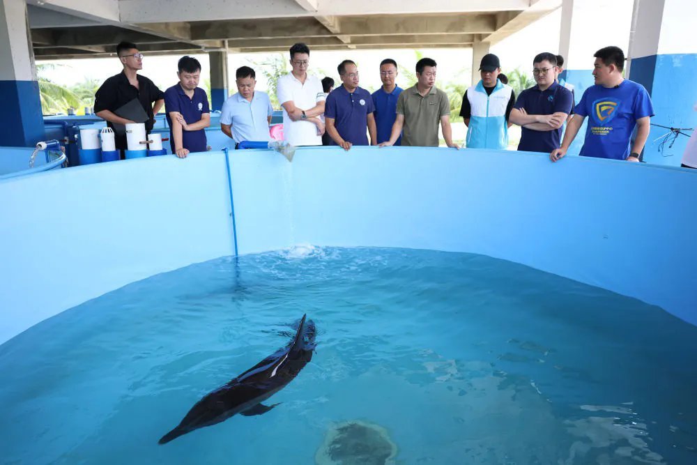 ↑9月8日，专家组在海南陵水的救助池前评估海豚“万万”的情况。 新华社记者 张丽芸 摄