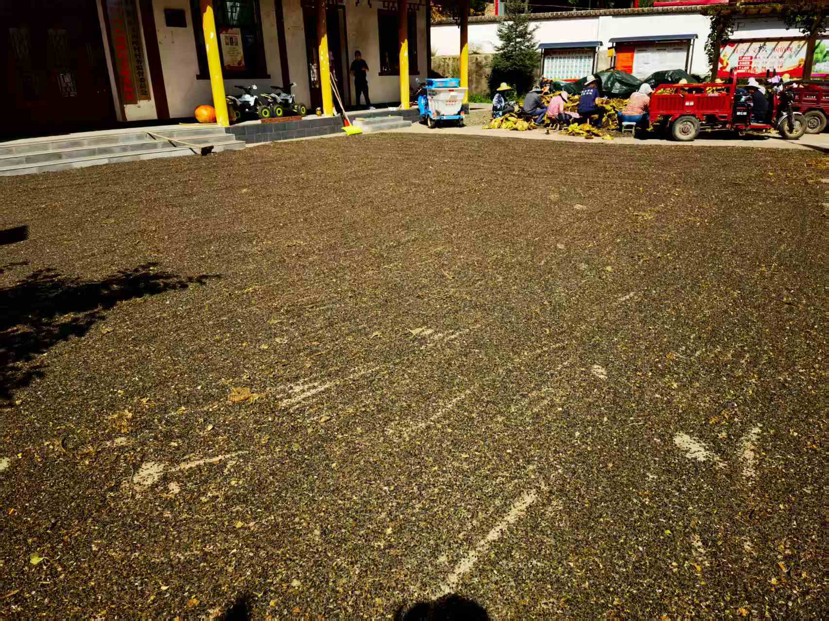 甘肃华亭油葵丰收“笑”弯腰 村民家门口吃上增收饭