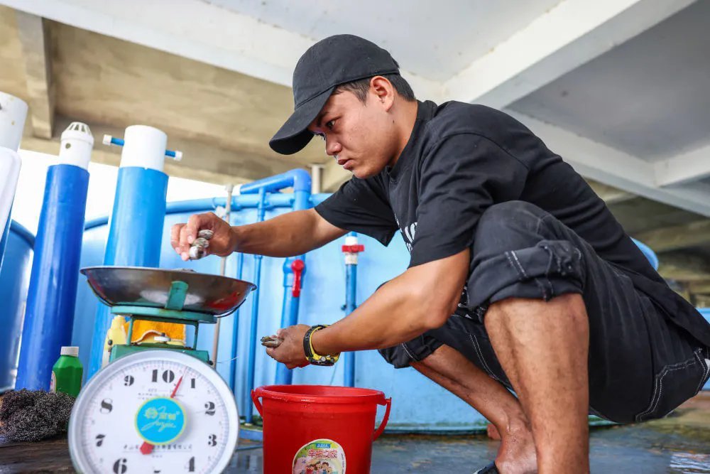 9月8日，在海南陵水，救助人员在给海豚“万万”的食物称重。 新华社记者 张丽芸 摄