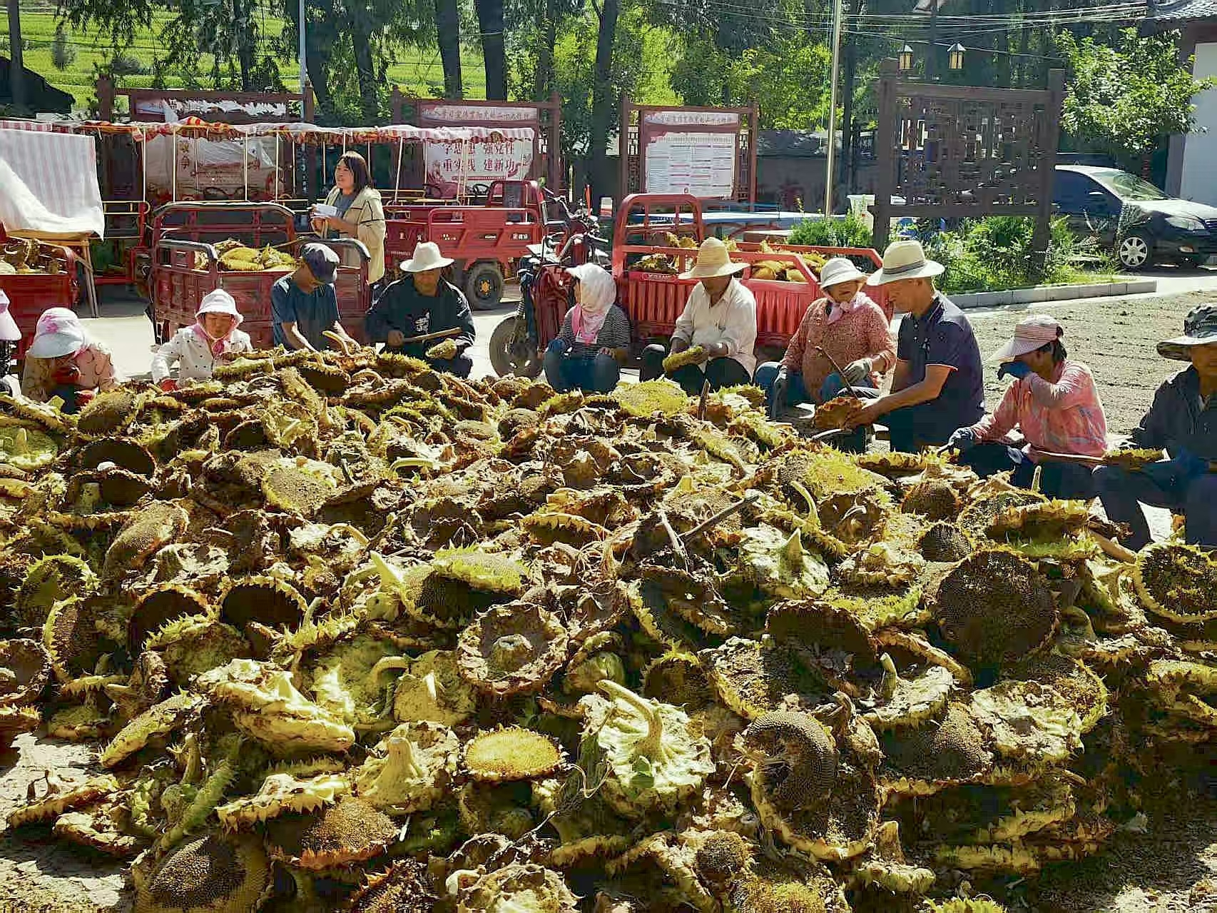 甘肃华亭油葵丰收“笑”弯腰 村民家门口吃上增收饭
